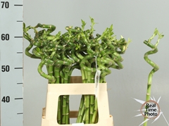 Dracaena Lucky Bamboo 60cm Spiral