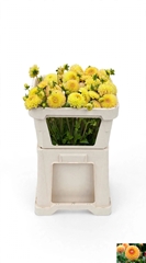 Dahlia Jowey Martina 75cm