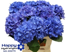 Hydrangea Pimpernel 80cm 20-22cm Hd