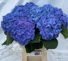 Hydrangea Pimpernel 65cm 16-18cm Hd