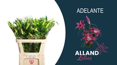 Lily Oriental Adelante 95cm 4+