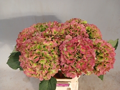 Hydrangea Verena Classic 60cm 21-23cm Hd