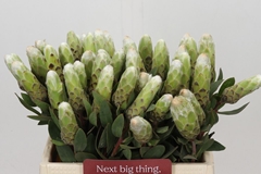 Protea Mundii Ayoba Little Lady White 40cm
