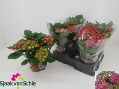 Hydrangea Hi Fire 14Ø 38cm 5bl