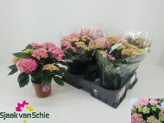 Hydrangea Hi Halo 14Ø 37cm 7bl