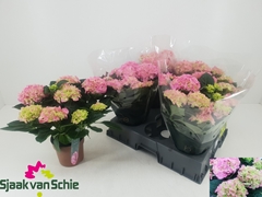 Hydrangea Hi Halo 14Ø 38cm 7bl