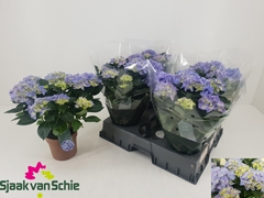 Hydrangea Hi Halo 14Ø 38cm 7bl