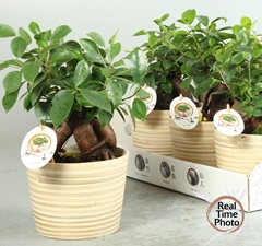 Ficus Microcarpa Ginseng 16Ø 35cm