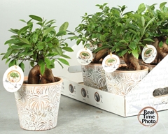 Ficus Microcarpa Ginseng 14Ø 30cm