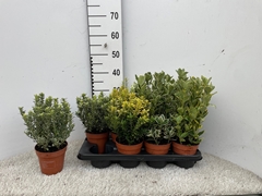 Euonymus Mix 13Ø 30cm