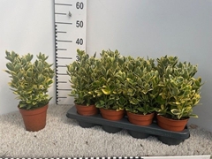 Euonymus Japonicus Marieke 13Ø 35cm