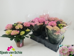 Hydrangea Hi Halo 14Ø 38cm 7bl