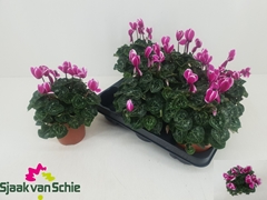 Cyclamen Persicum Super Serie Elegante 12Ø 25cm