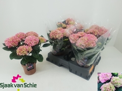 Hydrangea Hi Halo 14Ø 38cm 5bl