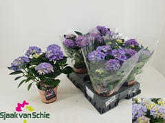 Hydrangea Hi Halo 14Ø 38cm 5bl