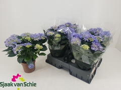 Hydrangea Hi Halo 14Ø 38cm 7bl