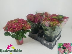 Hydrangea Hi Fire 14Ø 38cm 7bl
