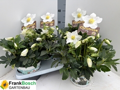 Helleborus Hgc Jasper 17Ø 35cm