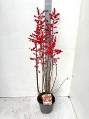 Ilex Verticillata 23Ø 120cm