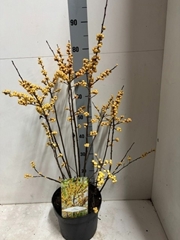 Ilex Verticillata 23Ø 80cm