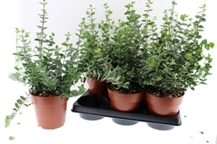 Euonymus Emerald Gaiety 15Ø 40cm
