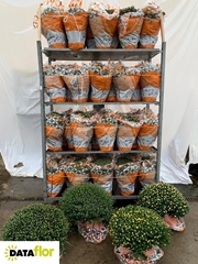 Chrysanth Mixed 19Ø 40cm