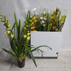 Cymbidium Mixed 14Ø 85cm 2st
