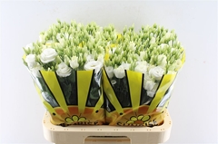 Eustoma Double Rosita White 70cm
