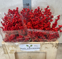 Ilex Verticillata 50cm