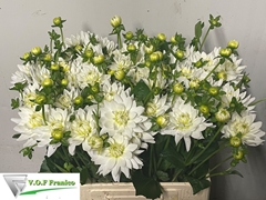 Dahlia Karma Maarten Zwaan 60cm