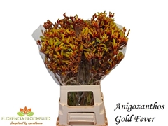 Anigozanthos Gold Fever 70cm