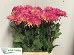 Dahlia Karma Sangria 70cm