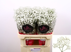 Gypsophila Paniculata Xlence 80cm 35gr.