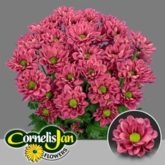 Chrysanth Spray Resq Cherry 70cm 105gr.