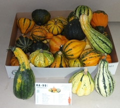Cucurbita Pepo Maya Mix 12cm