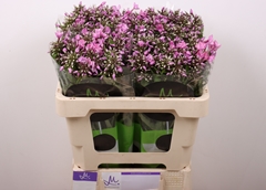 Phlox Pink Eyes 50cm