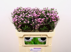 Aster Teeny Tiny Pink 70cm 20gr.