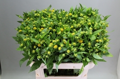 Helenium Kanaria 70cm