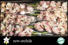 Cymbidium Summer Magic Pink 80cm