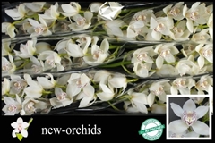 Cymbidium Maxime 80cm