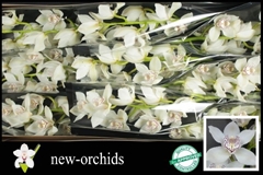 Cymbidium Maxime 60cm