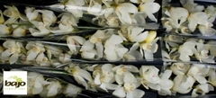 Cymbidium Early White 60cm