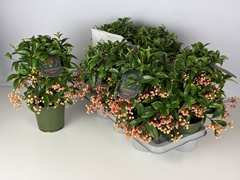 Ardisia Crenata Premium Salmon 14Ø 40cm