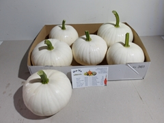 Cucurbita Pepo Baby Boo 15cm