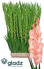 Gladiolus Karma 110cm 160gr.