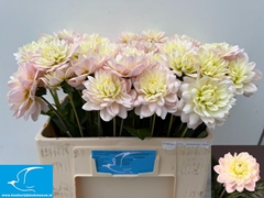 Dahlia Diana's Memory 55cm