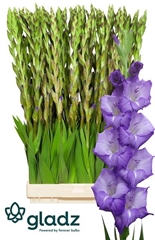 Gladiolus Mojito 110cm 180gr.