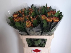 Chrysanth Single Tom Pearce 80cm 110gr.