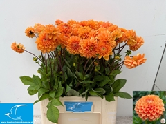 Dahlia Sylvia 65cm