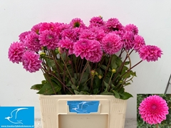 Dahlia Sandra 60cm